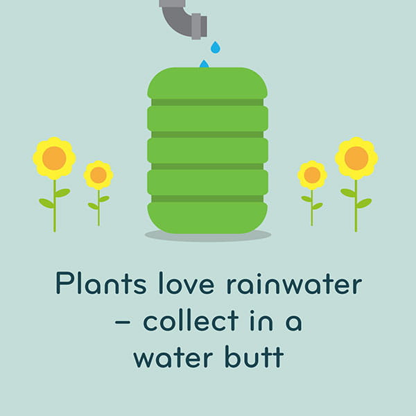 Plants love rainwater - collect it in a water butt